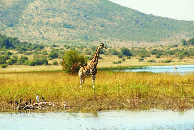 Fully Inclusive Pilanesbserg Safari From Johannesburg - Pilanesberg National Park