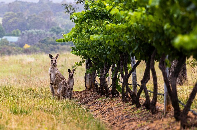 Fully Private and Customisable Hunter Valley Wine Tour - FAQs