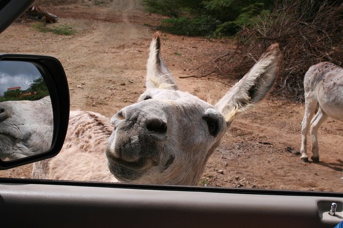 Fully Private North and South Tour With a Local Guide. - Important Notes and Considerations
