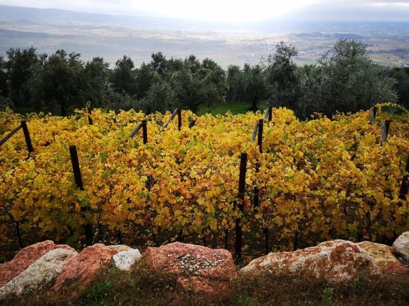 Fumane: Olive Oil Tasting on the Hills of Valpolicella - Key Points