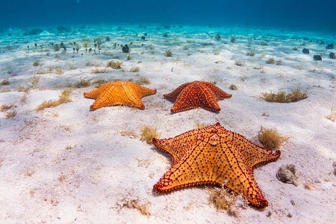 Fun Catamaran Snorkeling Party, Sightseeing & Transportation - Snorkeling and Underwater Flora and Fauna