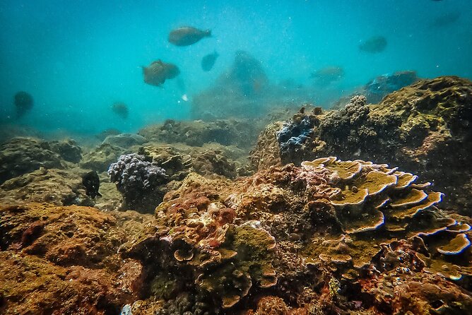 Fun Dives For Certified Divers - Customer Feedback