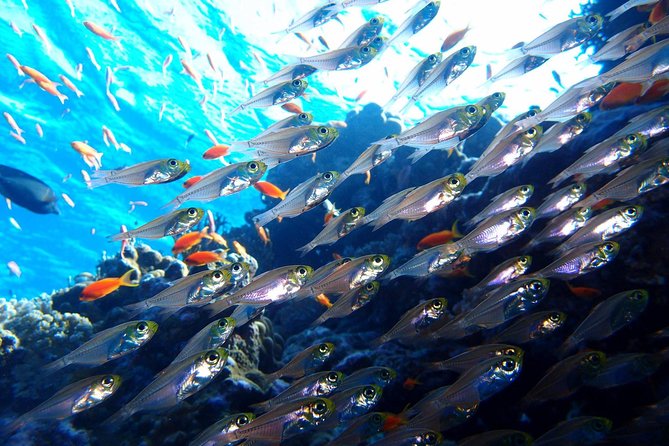 Fun Dives For Certified Divers - Inclusions