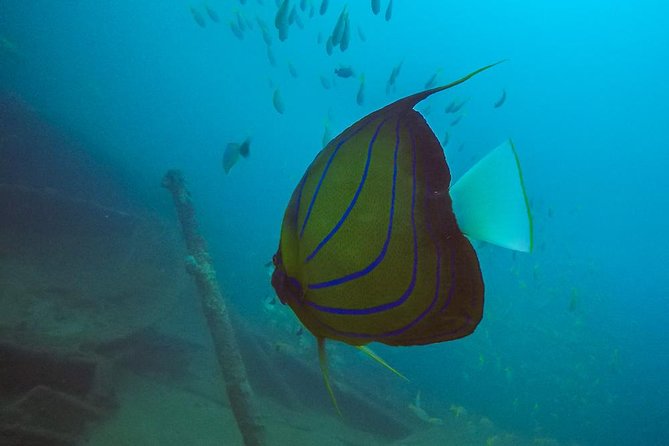 Fun Dives For Certified Divers - Health and Safety Requirements