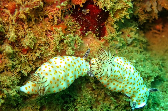 Fun Dives For Certified Divers - Booking Information and Reviews