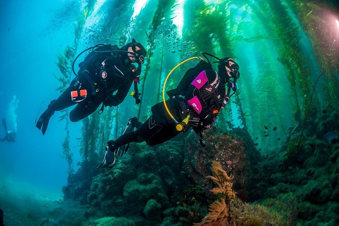 Fun Dives For Certified Divers - Dive Site Exploration