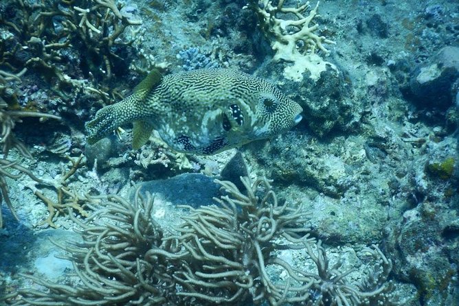 Fun Dives - Guided Dives for Certified Divers - Overview of the Experience