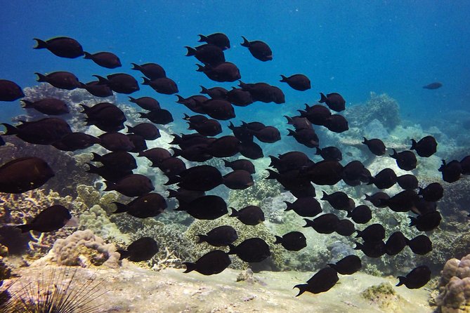 Fun Dives - Guided Dives for Certified Divers - Prepare for Your Adventure