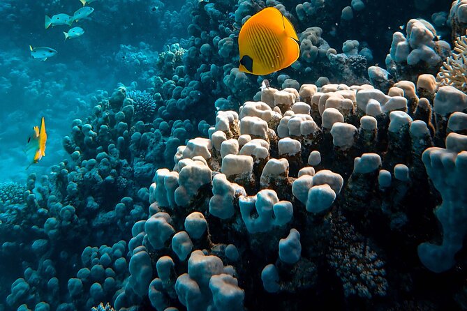 Fun Diving for Certified Divers at Phu Quoc Islands - Inclusions