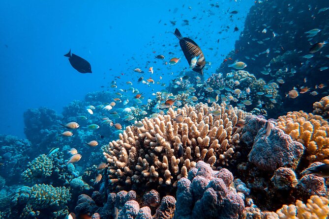 Fun Diving for Certified Divers at Phu Quoc Islands - Professional Guides