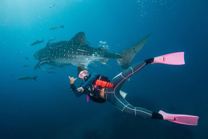 Fun Diving Packages (Certified Divers) - Professional Divemaster Guidance