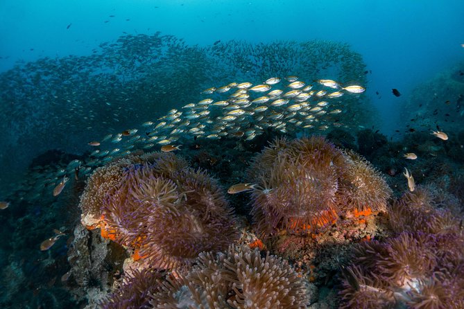 Fun Diving Packages (Certified Divers) - Guidelines for Travelers