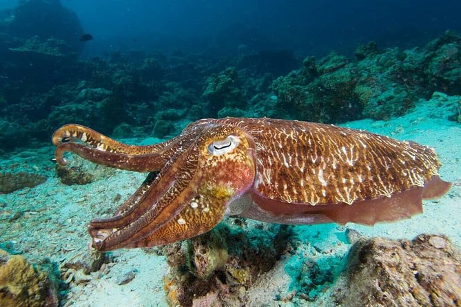 Fun Diving Safari Day Trip From Koh Lanta - Certified Divers - Pickup Information