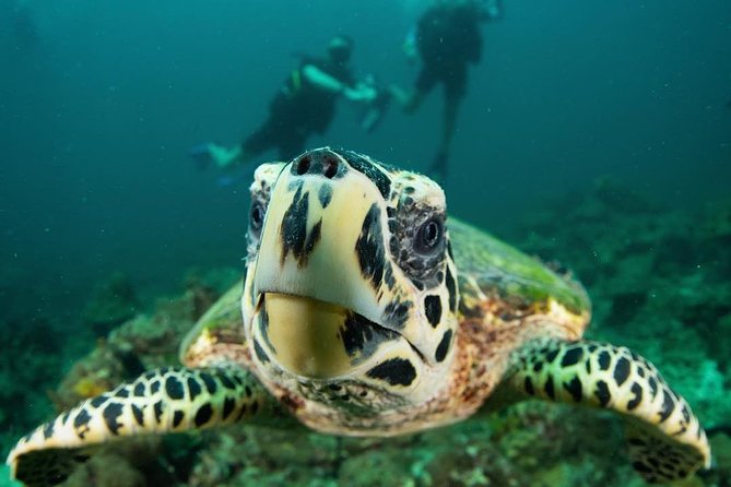 Fun Diving Safari Day Trip From Koh Lanta - Certified Divers - Booking and Reviews