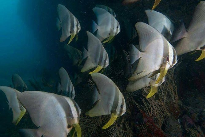 Fun Diving Safari Day Trip From Koh Lanta - Certified Divers - Marine Life Observation