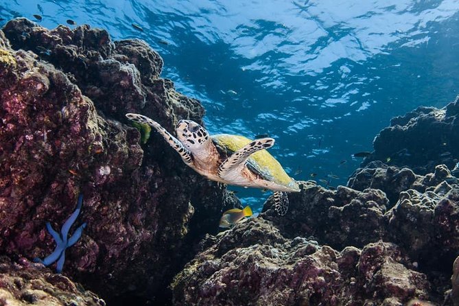 Fun Diving Safari Day Trip From Koh Lanta - Certified Divers - Relaxation Options