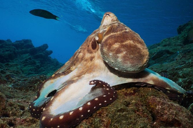 Fun Diving Safari Day Trip From Koh Lanta - Certified Divers - Certification and Experience