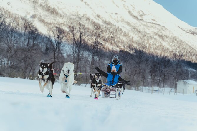 Fun & Easy Dog Sledding Adventure - Early Bird - Gear and Attire Provided