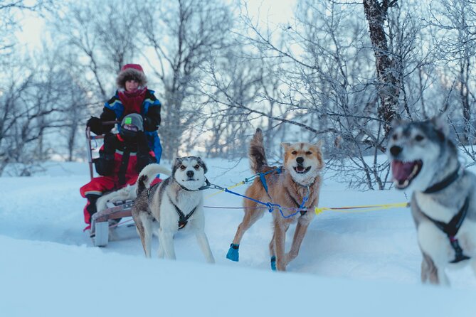Fun & Easy Dog Sledding Adventure - Early Bird - Included Refreshments and Breakfast