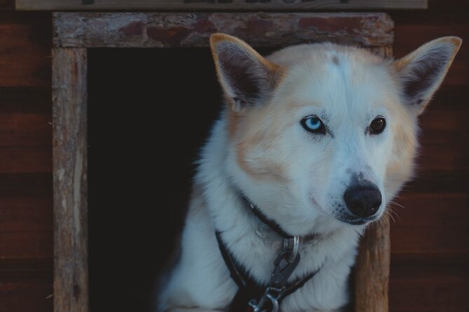 Fun & Easy Dog Sledding Adventure - Early Bird - Meeting Point and Start Time
