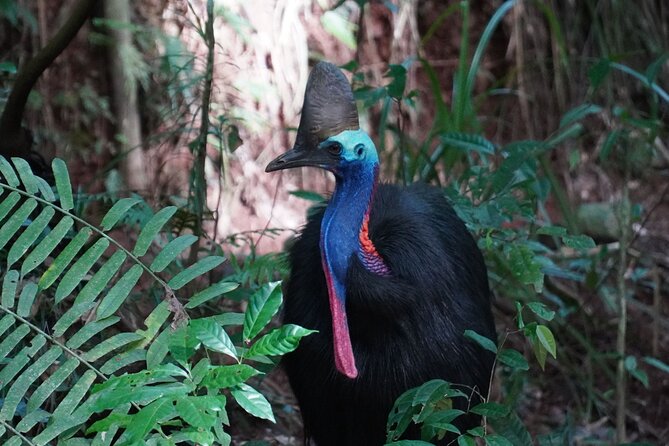 Fun, Falls and Forests Day Trip From Cairns - Feedback and Reviews
