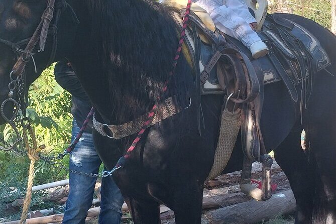 Fun Horseback Tour in Mismaloya - Why This Tour Can Be a Great Choice