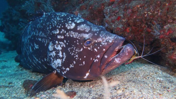 Funchal: Advanced Scuba Diving Afonso Cerqueira Wreck - Customer Ratings and Feedback