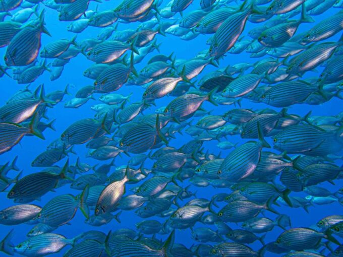 Funchal: Advanced Scuba Diving Afonso Cerqueira Wreck - Frequently Asked Questions
