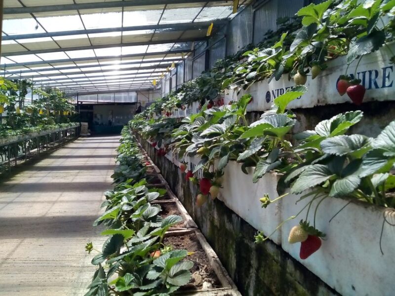 Funchal Agriculture Green Tour - Key Points