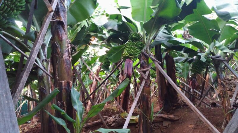 Funchal Agriculture Green Tour - Inclusions and Exclusions