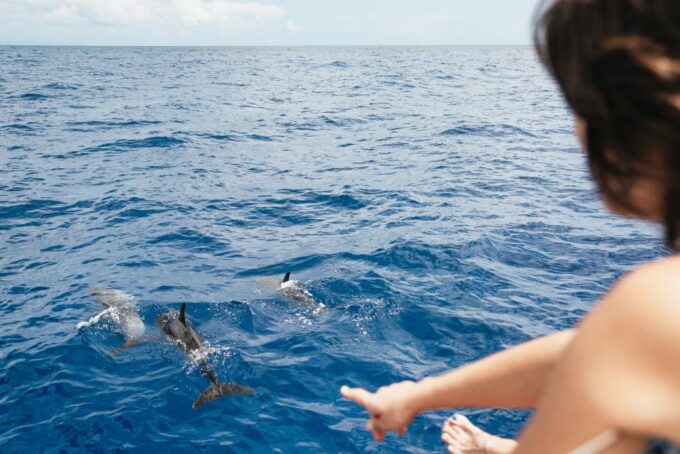 Funchal Bay: Dolphin & Whale Watch Luxury Catamaran Cruise - Snorkeling Adventure