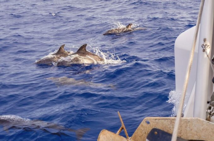 Funchal Bay: Dolphin & Whale Watch Luxury Catamaran Cruise - Onboard Comforts
