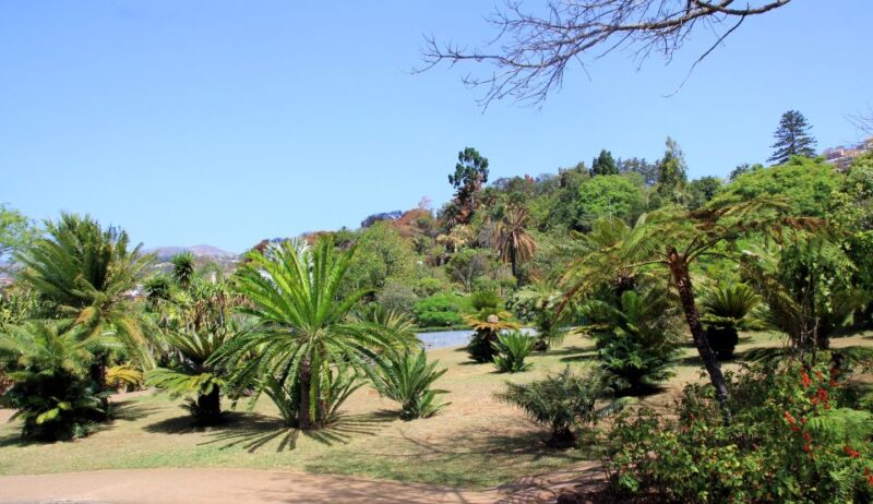 Funchal: Botanical Garden in a Tuk-Tuk Tour - Key Points