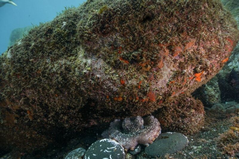 Funchal: Certified Scuba Diving, Guided Tour - Booking Information