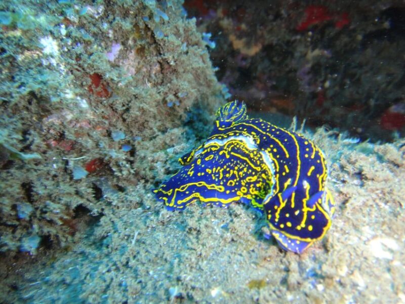Funchal: Certified Scuba Diving, Guided Tour - Customer Feedback