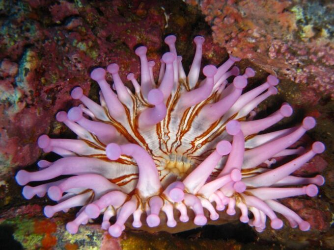Funchal: Certified Scuba Diving, Guided Tour - Meeting Point and Accessibility