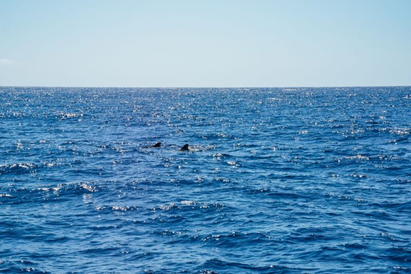 Funchal: Dolphin and Whale Watching by Luxury Catamaran - Sail Along Funchal Bay