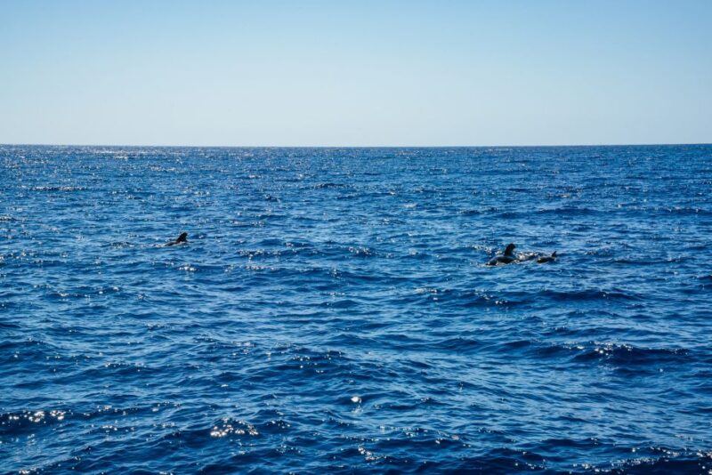 Funchal: Dolphin and Whale Watching by Luxury Catamaran - Relax on Deck Options