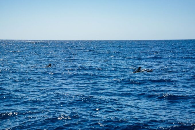 Funchal: Dolphin and Whale Watching by Luxury Catamaran - Important Requirements
