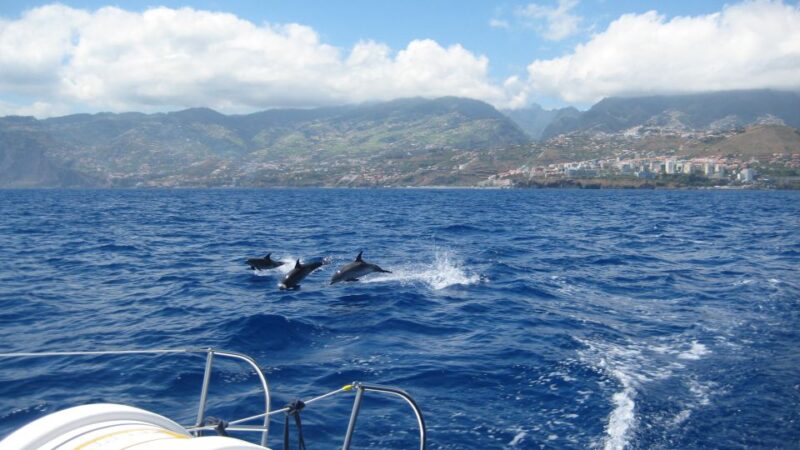 Funchal: Dolphin and Whale Watching Catamaran Cruise - Wildlife Spotting Opportunities