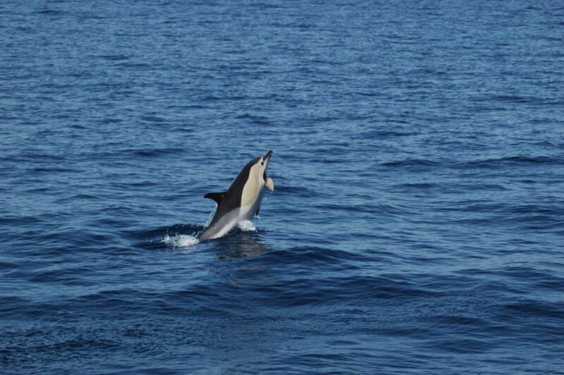 Funchal: Dolphin and Whale Watching Catamaran Cruise - Cruise Itinerary and Highlights