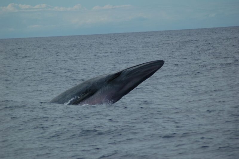 Funchal: Dolphin and Whale Watching Catamaran Cruise - Wildlife Spotting Opportunities
