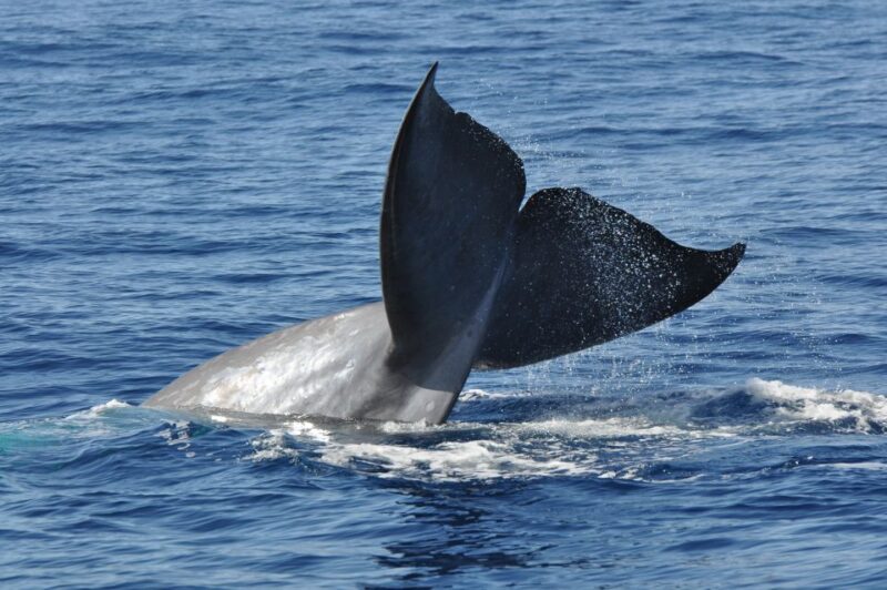 Funchal: Dolphin and Whale Watching Catamaran Cruise - Responsible Eco-Tourism Practices