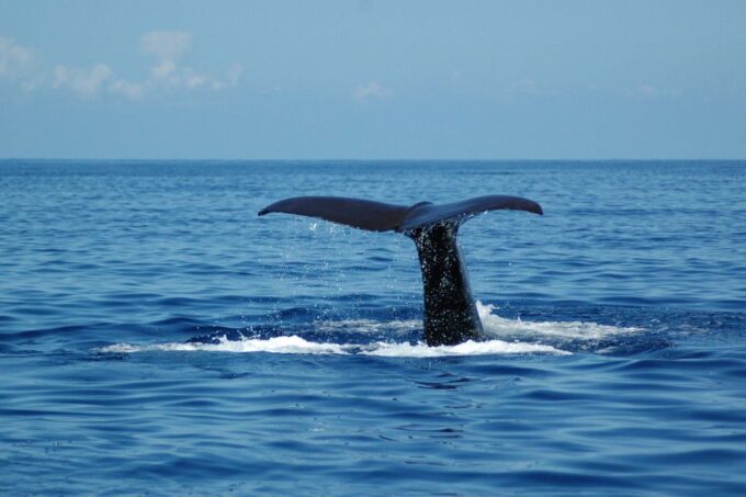 Funchal: Dolphin and Whale Watching Catamaran Cruise - Customer Feedback and Ratings