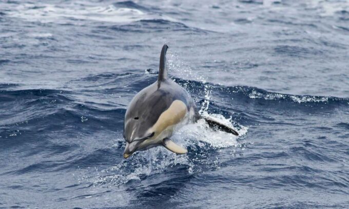 Funchal: Dolphin and Whale Watching Cruise - Frequently Asked Questions