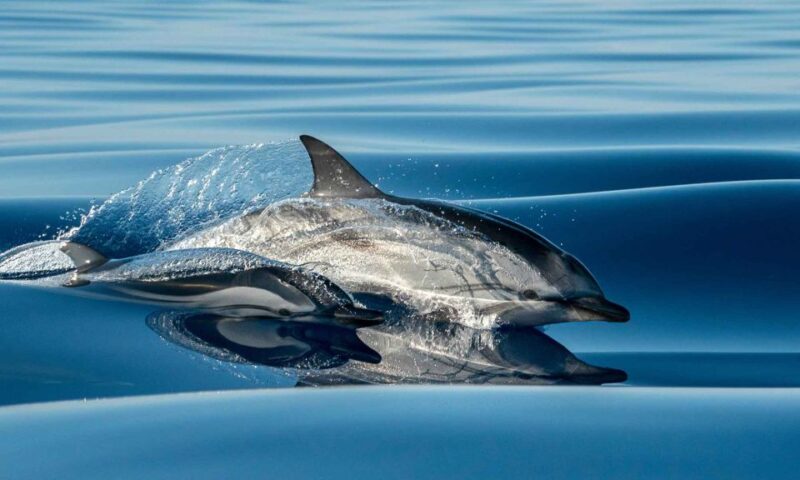Funchal: Dolphin and Whale Watching Cruise - Experience Details