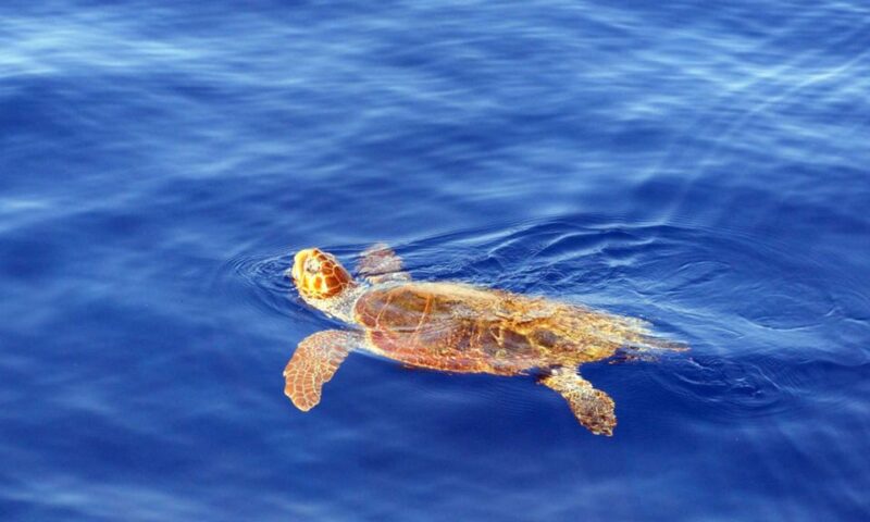Funchal: Dolphin and Whale Watching Cruise - Included Amenities