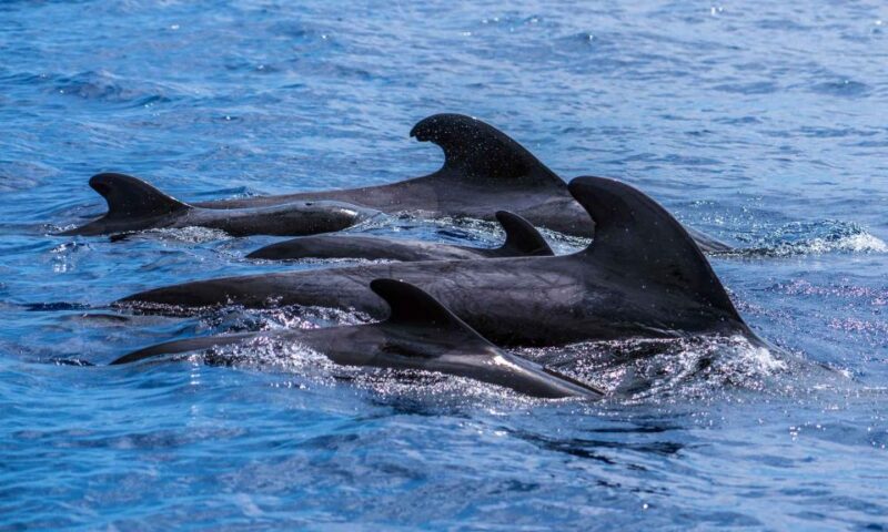 Funchal: Dolphin and Whale Watching Cruise - Important Information