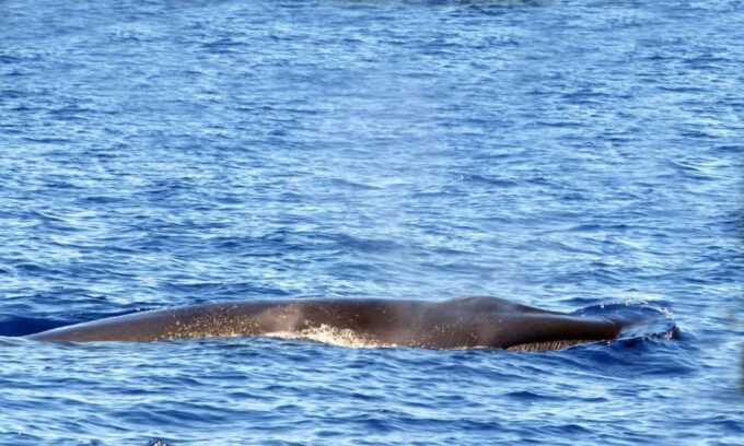 Funchal: Dolphin and Whale Watching Cruise - Suitable Participants