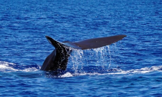 Funchal: Dolphin and Whale Watching Cruise - Customer Reviews